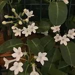 L'angolino Di Anna